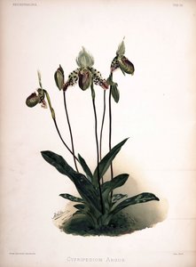Paphiopedilum argus como sin.: Cypripedium argus de London H. Sotheran and Co.